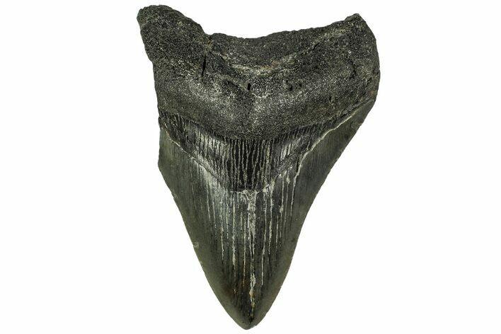 Fossil Megalodon Tooth - South Carolina #212946